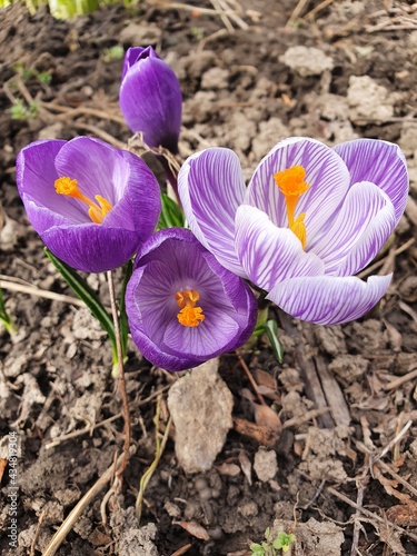 purple crocus flowers
