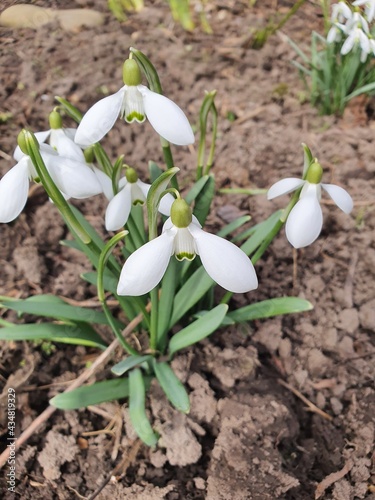 spring snowdrop flowers