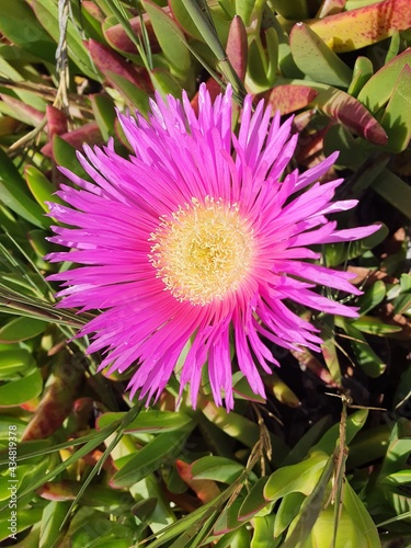 pink and yellow flower