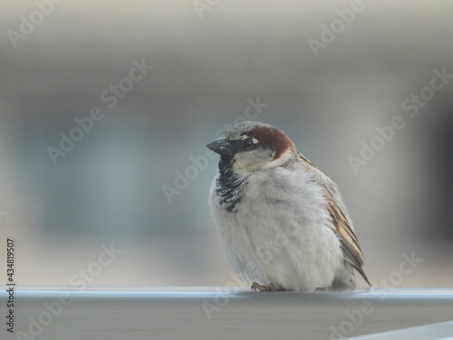 sparrow on a fence