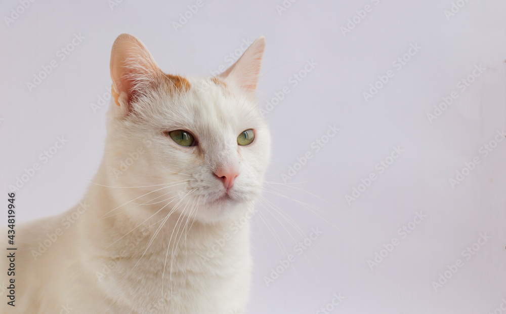 Portrait of a White cat, pink nose, nose on a white background.