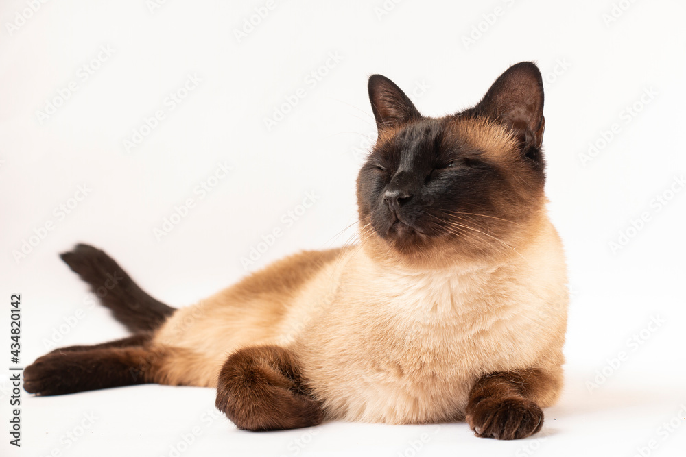 siamese cat, with a cute muzzle lying on a white background