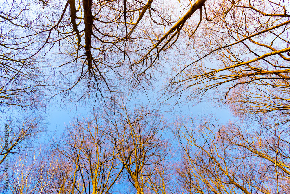Bottom up view of dry tree branches nd blue sky. Color photography. Bottom up view of dry tree branches nd blue sky. Color photography.