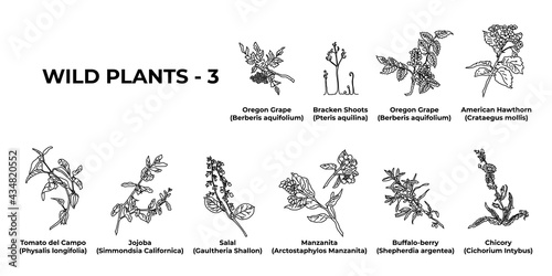 Collection of hand-drawn botanical elements on a white background.