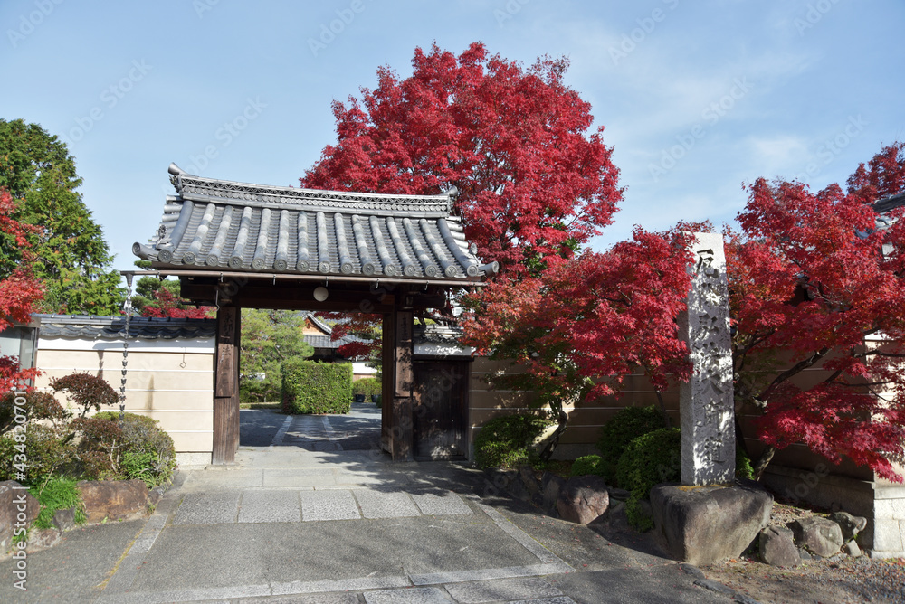 秋の神光院 山門 京都市北区 秋の神光院 山門 京都市北区