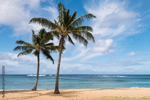 Coconut Palm Trees located on the island of Kauai Hawaii. Poipu Beach is a popular attraction for its gold colored sand with many water recreational activities available.