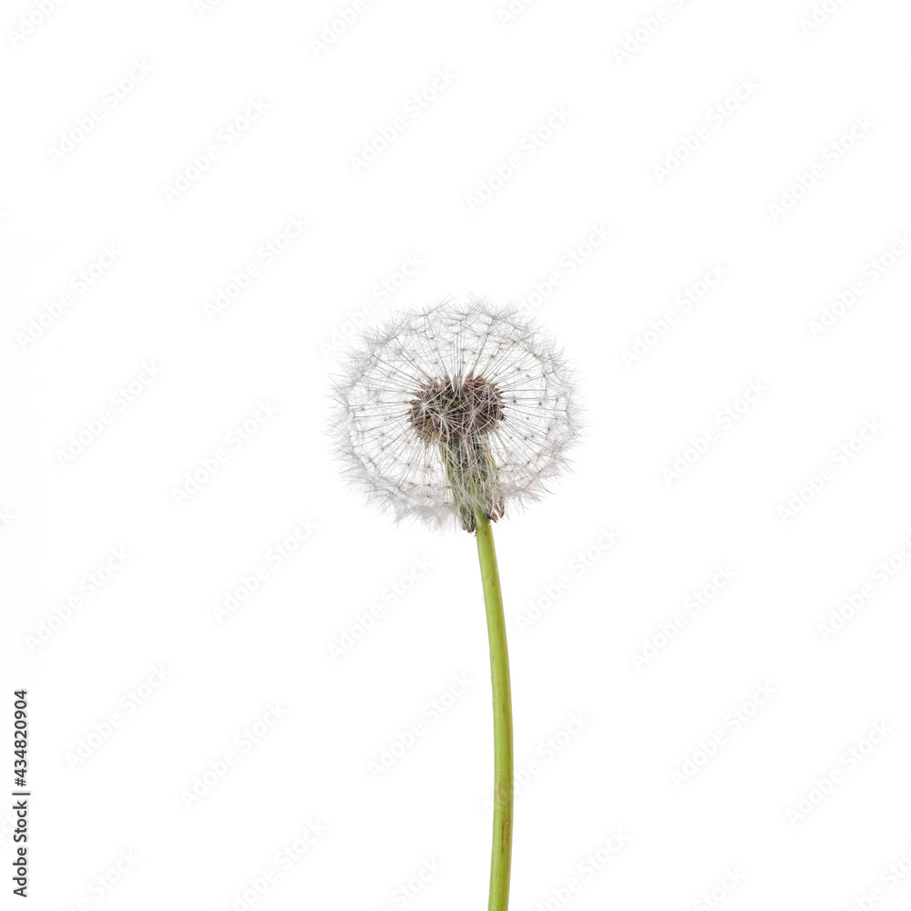 dandelion on a white background dandelion on a white background