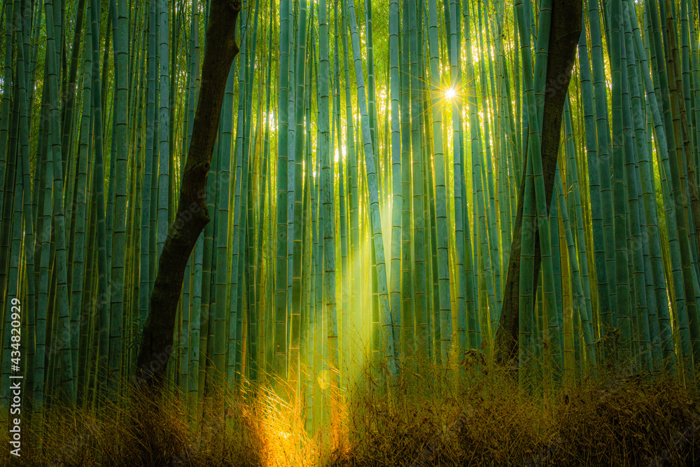 Fototapeta premium bamboo forest