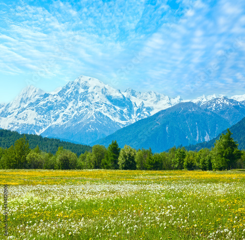 Spring blossoming dandelion Alpine mountain meadow  Italy  with blue cloudy sky