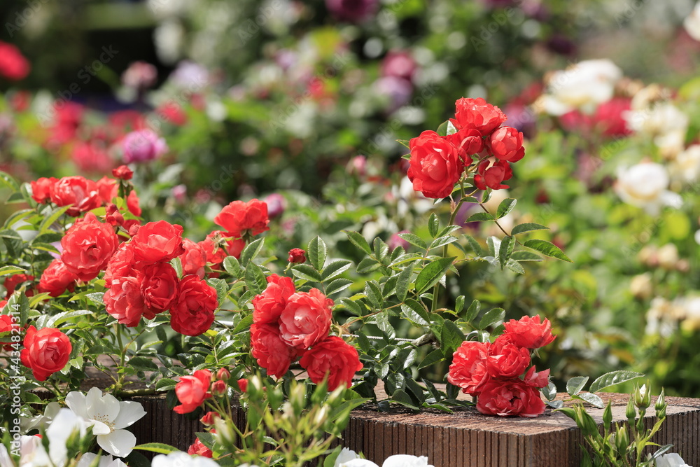 Fototapeta premium 赤いバラ