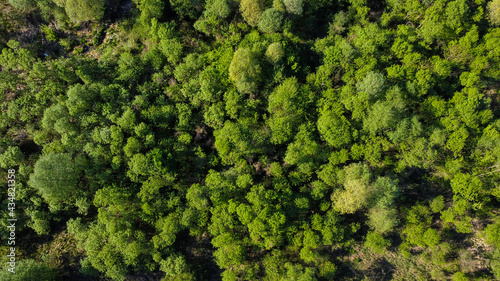 Aerial drone view of green forest in spring. Trees growing in nature. Beautiful Deciduous forest, view from above.