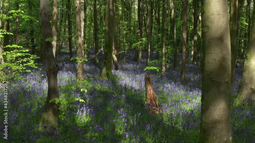 Low level drone flight through a beautiful Bluebell Forest