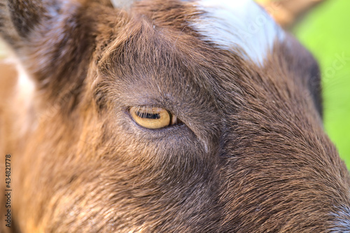 Wallpaper Mural Beautiful closeup view of yellow eye of goat beside the wooden fence at Goatstown farm in Dublin, Ireland. Soft and selective focus Torontodigital.ca