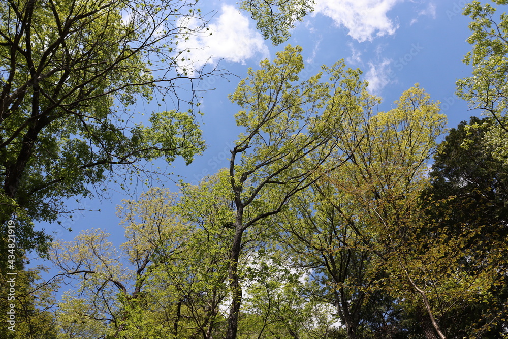 Obraz premium 青空を背景にしたの本の美しい風景