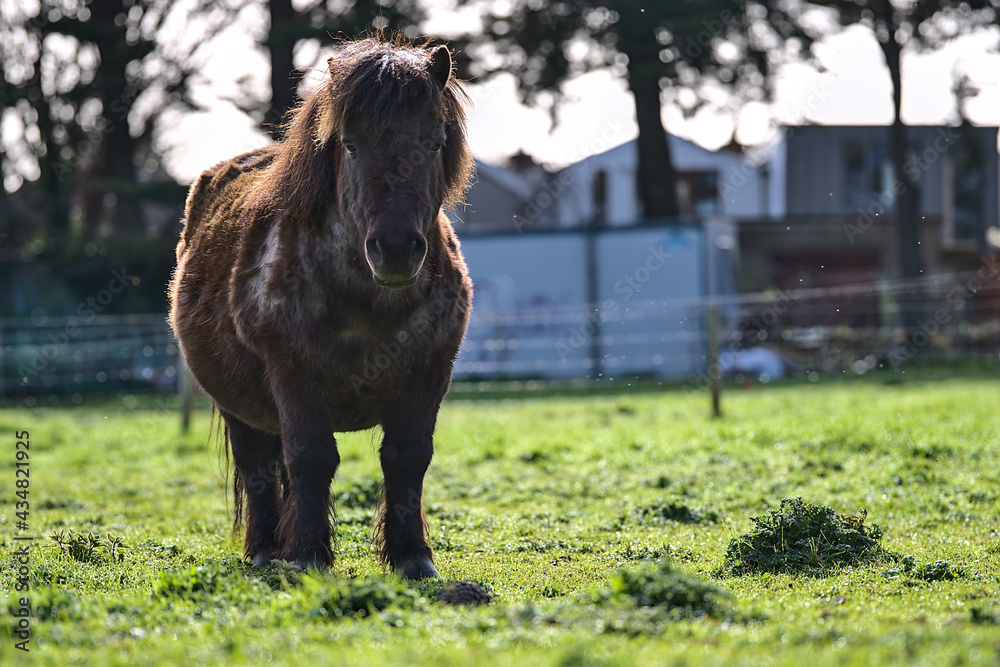 Fototapeta premium Beautiful closeup low ground view of cute dark brown shetland pony enjoying sunlight at Goatstown farm in Dublin, Ireland. Soft and selective focus. Domesticated animals