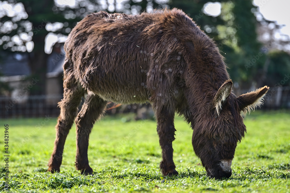 Beautiful closeup low ground view of cute dark brown donkey grazing at Goatstown farm in Dublin, Ireland. Soft and selective focus. Domesticated animals Beautiful closeup low ground view of cute dark brown donkey grazing at Goatstown farm in Dublin, Ireland. Soft and selective focus. Domesticated animals