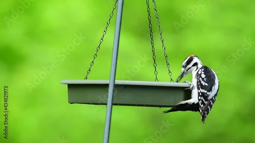 Hairy Woodpecker Enjoying some Sunflower Seeds from a Swinging Feeder