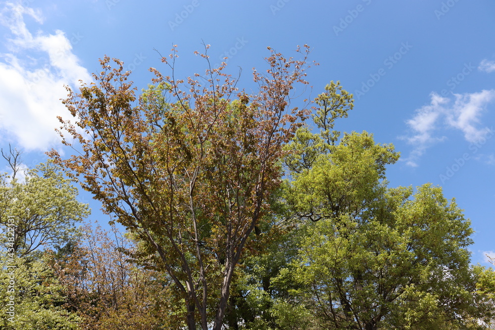 Fototapeta premium 青空を背景にしたの本の美しい風景