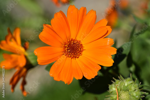 una flor naranja