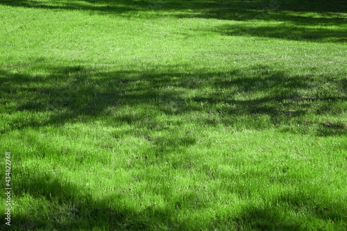 Backyard Garden Park Shady Fresh Lawn Green Background Or Texture. Lawn Made From Turf Or Sod. Focus Selective.