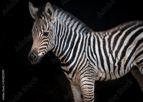 Zebra foal © Jerry