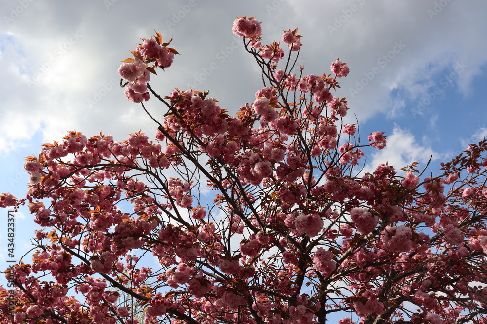 ピンク色の桜と日本の青空