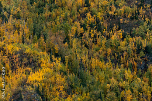 autumn forest in the mountains