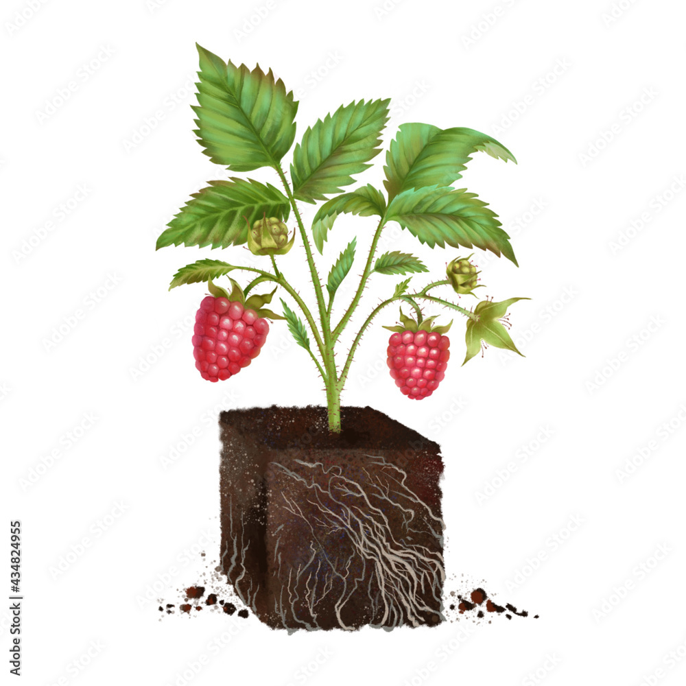 raspberry seedling, a young seedling in a fertile soil with roots, a ...