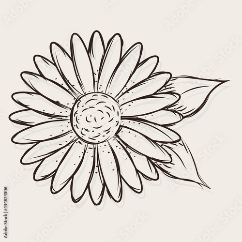Isolated sketch of a daisy flower Vector illustration