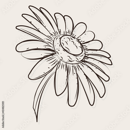 Isolated sketch of a daisy flower Vector illustration