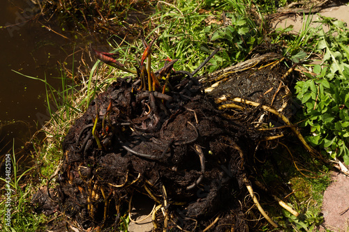 Photos The rhizome of a water lily after wintering in a film pond