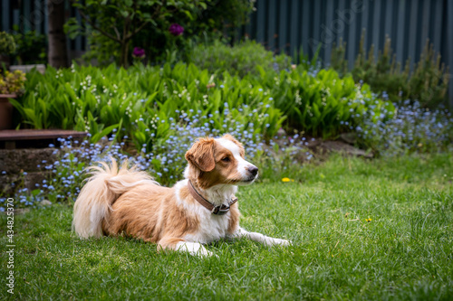 Mixed breed shelter brown dog in the spring garden