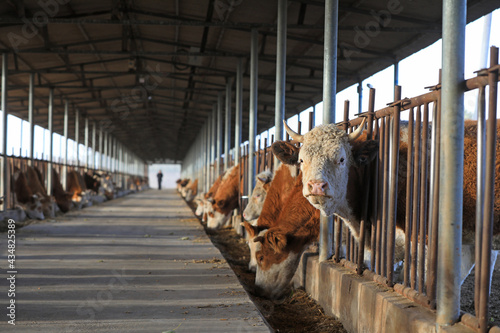 Fototapeta Naklejka Na Ścianę i Meble -  Lean beef cattle in farms, North China