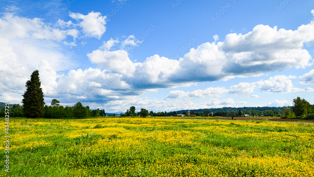 A Snoqualmie Valley field is filled with buttercup flowers under a blue sky with growing storm clouds