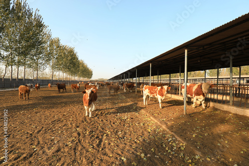 Beef cattle in the farm, North China