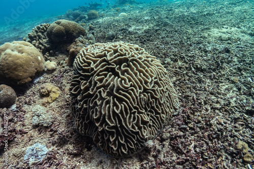 Light brown grooved brain coral with a lot of dead corals laying on sea bottom. Picture taken during Scuba dive in warm tropical sea of Indonesia, Bali. Side view