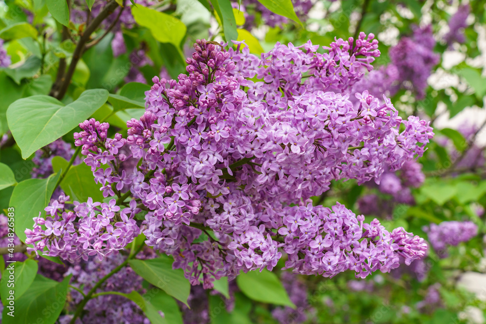 Fragment of blooming common lilac in spring garden. (Syringa vulgaris) Fragment of blooming common lilac in spring garden. (Syringa vulgaris)