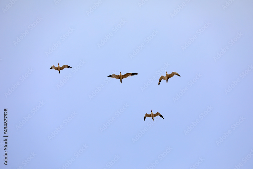 Fototapeta premium Birds flying in the sky, North China