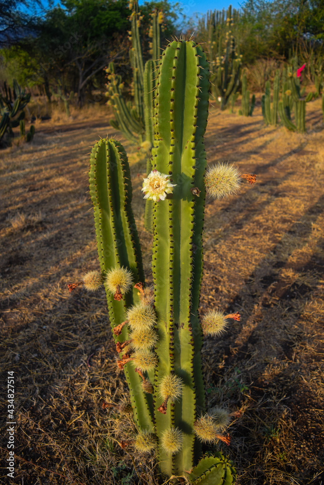 Pitayero cactus full of flowers and pitayas with thorns in Jalisco, Mexico Pitayero cactus full of flowers and pitayas with thorns in Jalisco, Mexico