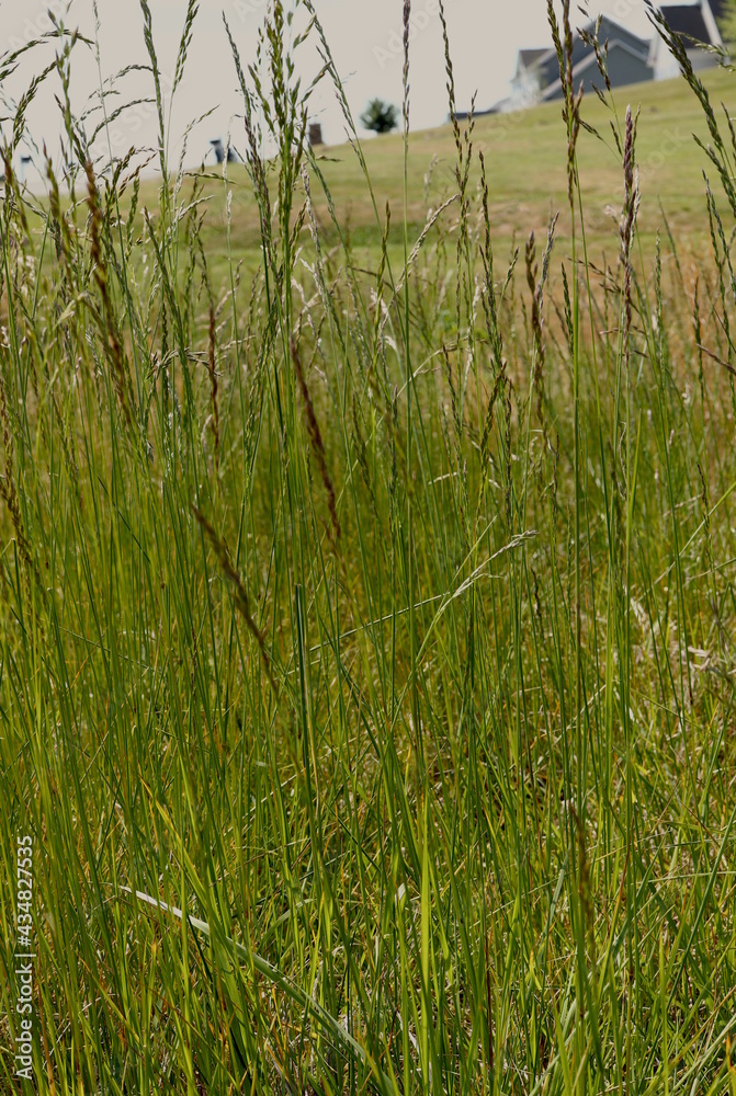 Hillside Rural Country Weeds Grass Hillside Rural Country Weeds Grass