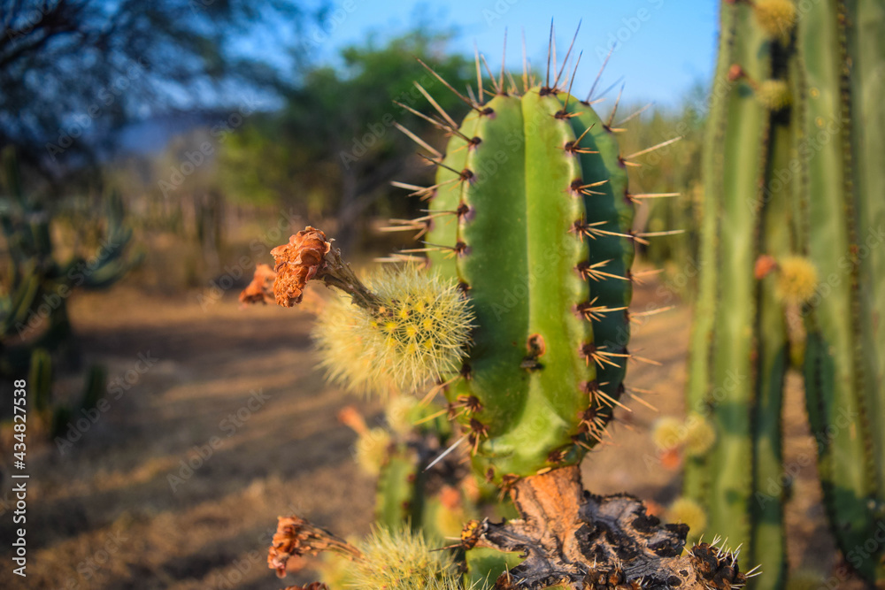 Naklejka premium Pitayo with thorns, its flower withers when it is ripe in Jalisco, Mexico