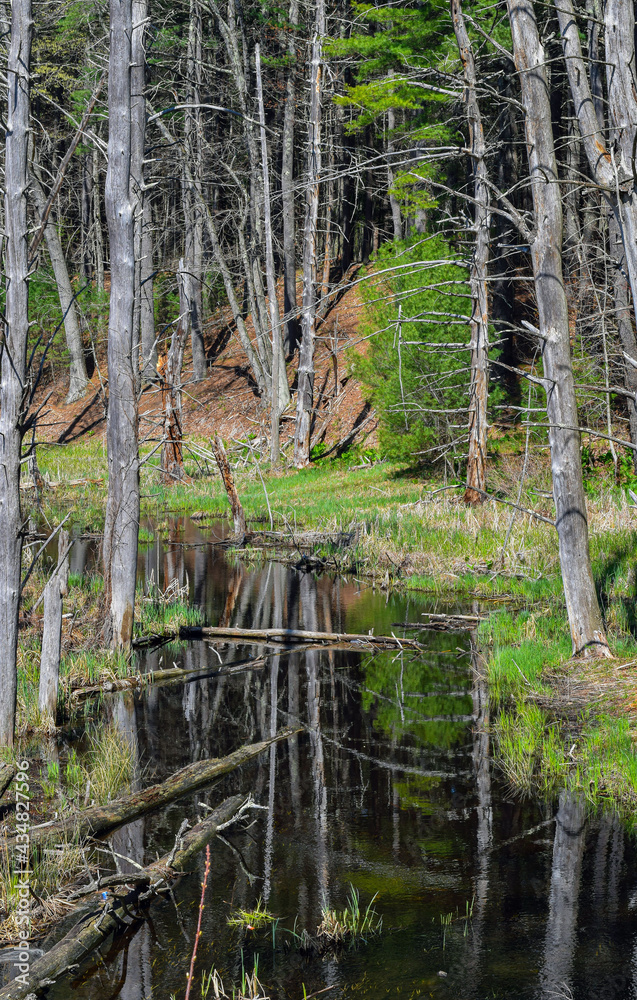 Obraz premium a stream traveling through trhe wilderness if central mass.