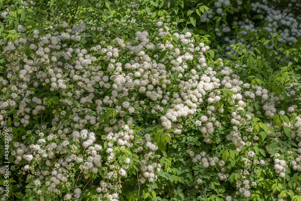 Spiraea. Deciduous ornamental shrub of the Rosaceae family. White flowers on branches during flowering Spiraea. Deciduous ornamental shrub of the Rosaceae family. White flowers on branches during flowering