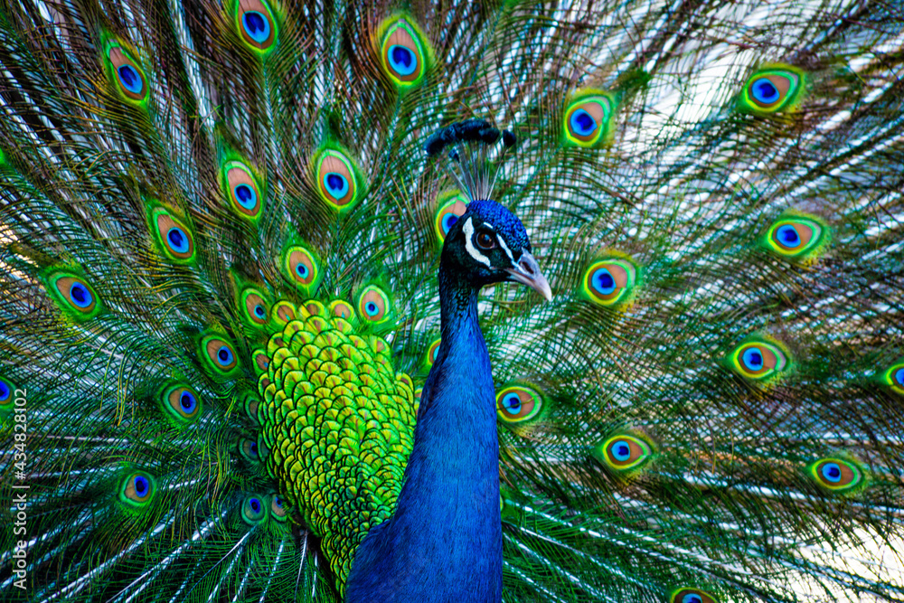 Fototapeta premium close up of peacock
