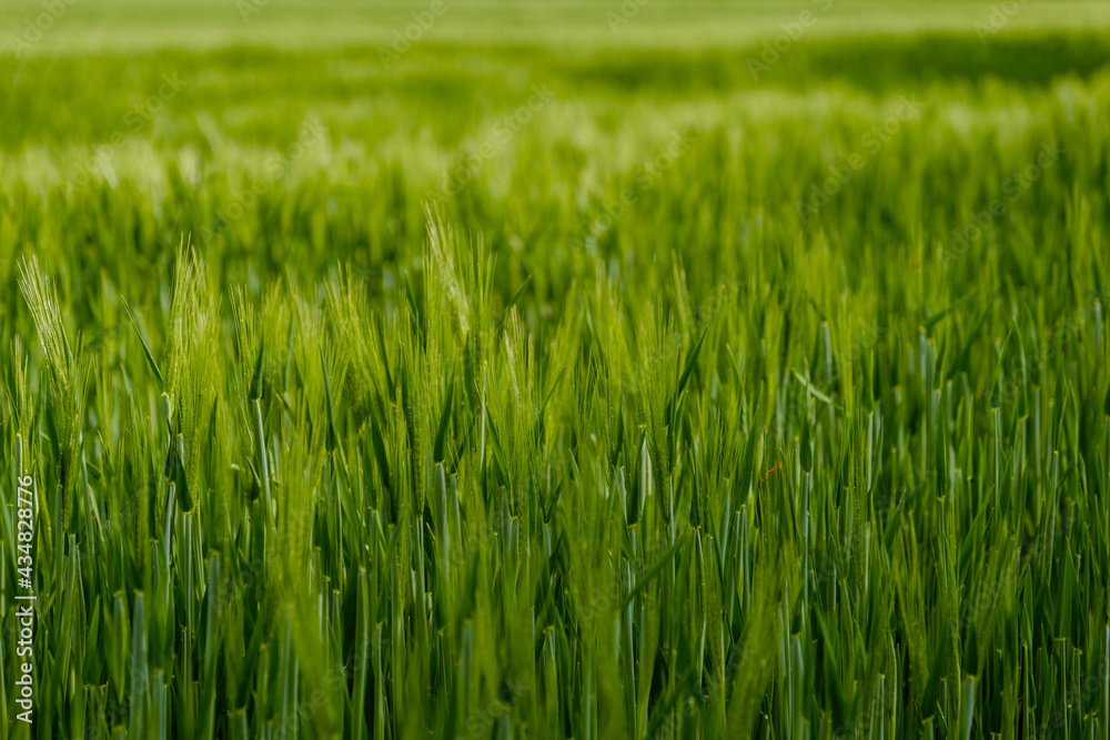 Selective focus and outdoor sunny landscape view over grass, rice, meadow, wheat or barley agricultural field. Natural greenery green background. Growth rice field.