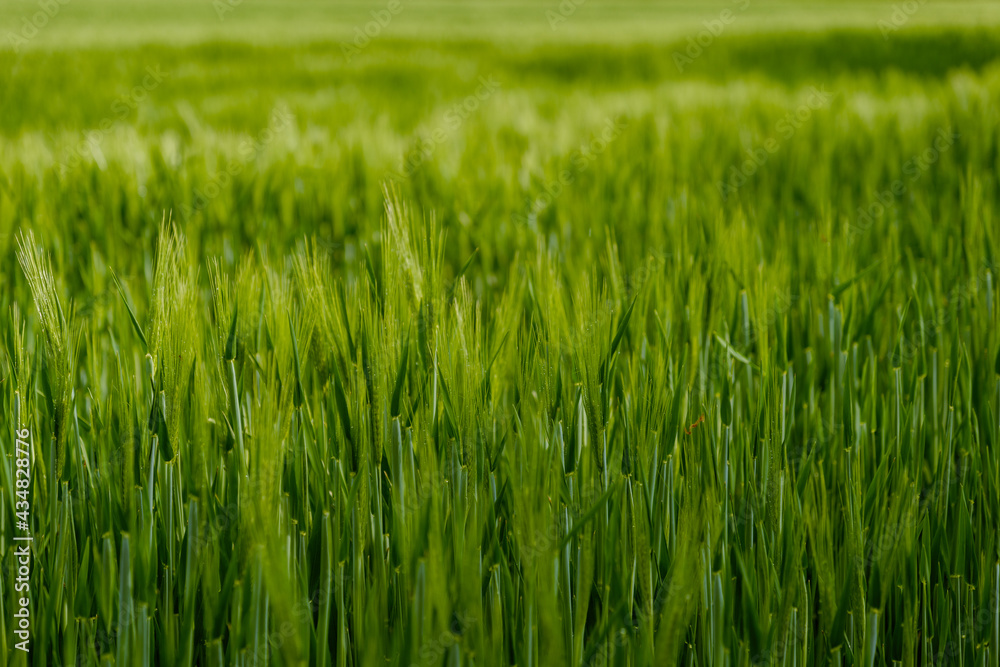 Selective focus and outdoor sunny landscape view over grass, rice, meadow, wheat or barley agricultural field. Natural greenery green background. Growth rice field. Selective focus and outdoor sunny landscape view over grass, rice, meadow, wheat or barley agricultural field. Natural greenery green background. Growth rice field.