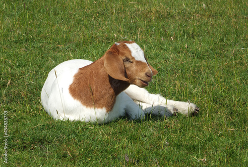 baby boer goat sat in a field surrounded by grass in spring time photo