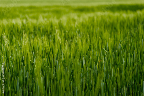 Selective focus and outdoor sunny landscape view over grass, rice, meadow, wheat or barley agricultural field. Natural greenery green background. Growth rice field.