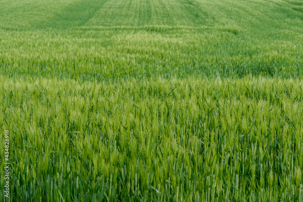 Outdoor sunny landscape view over grass, rice, meadow and agricultural field. Natural greenery green background. Growth rice grain field.