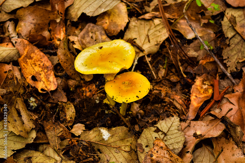 Brown yellow fungi on the forest floor of Cacoma, Mexico Brown yellow fungi on the forest floor of Cacoma, Mexico